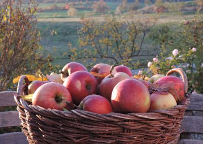 Äpfel aus eigenem Garten