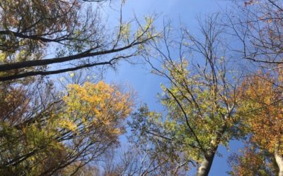 Verwurzeln und Wachsen wie ein Baum