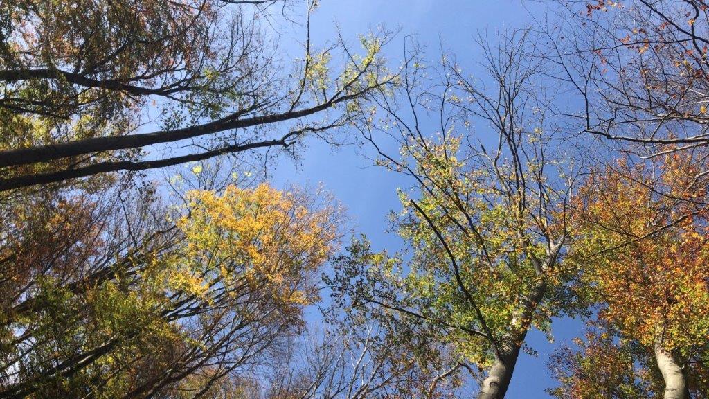 Verwurzeln und Wachsen wie ein Baum