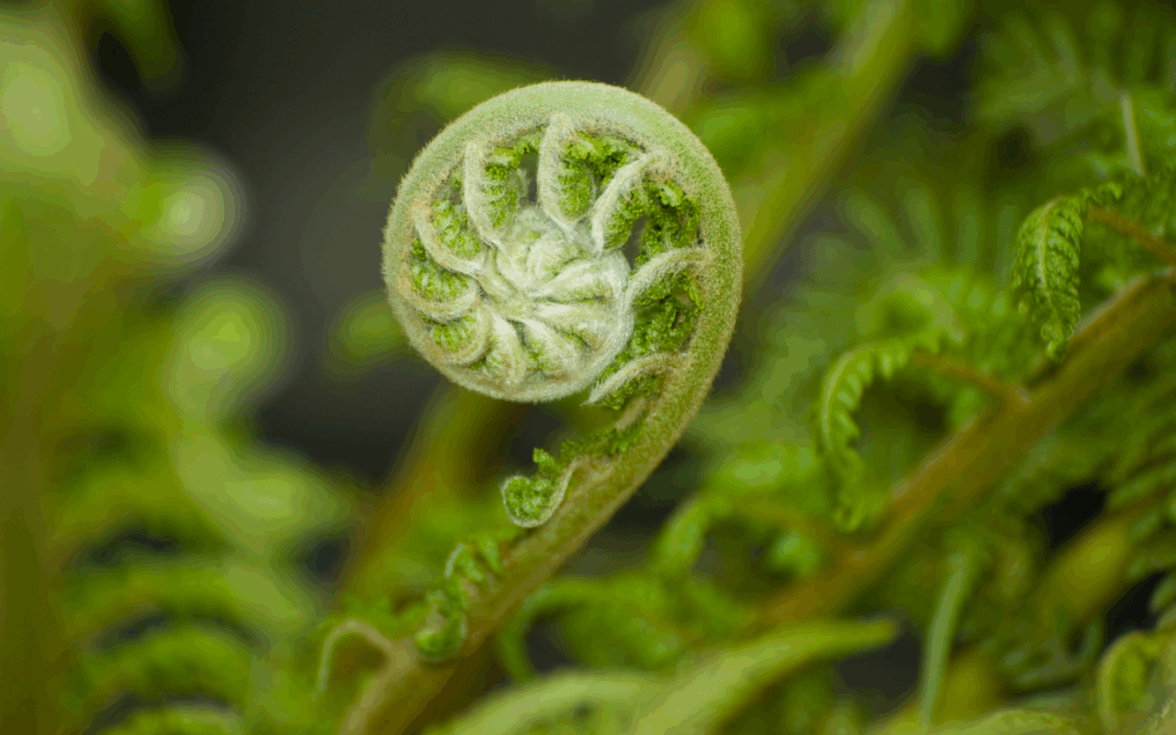 Samhain, Ahnenrituale und Naturverbundenheit im Hotel Sankt Leonhard