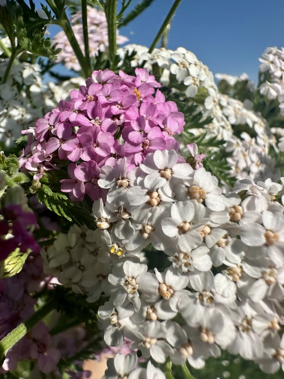 Blühende Schafgarbe mit weißen und rosafarbenen Blüten auf einer Sommerwiese.