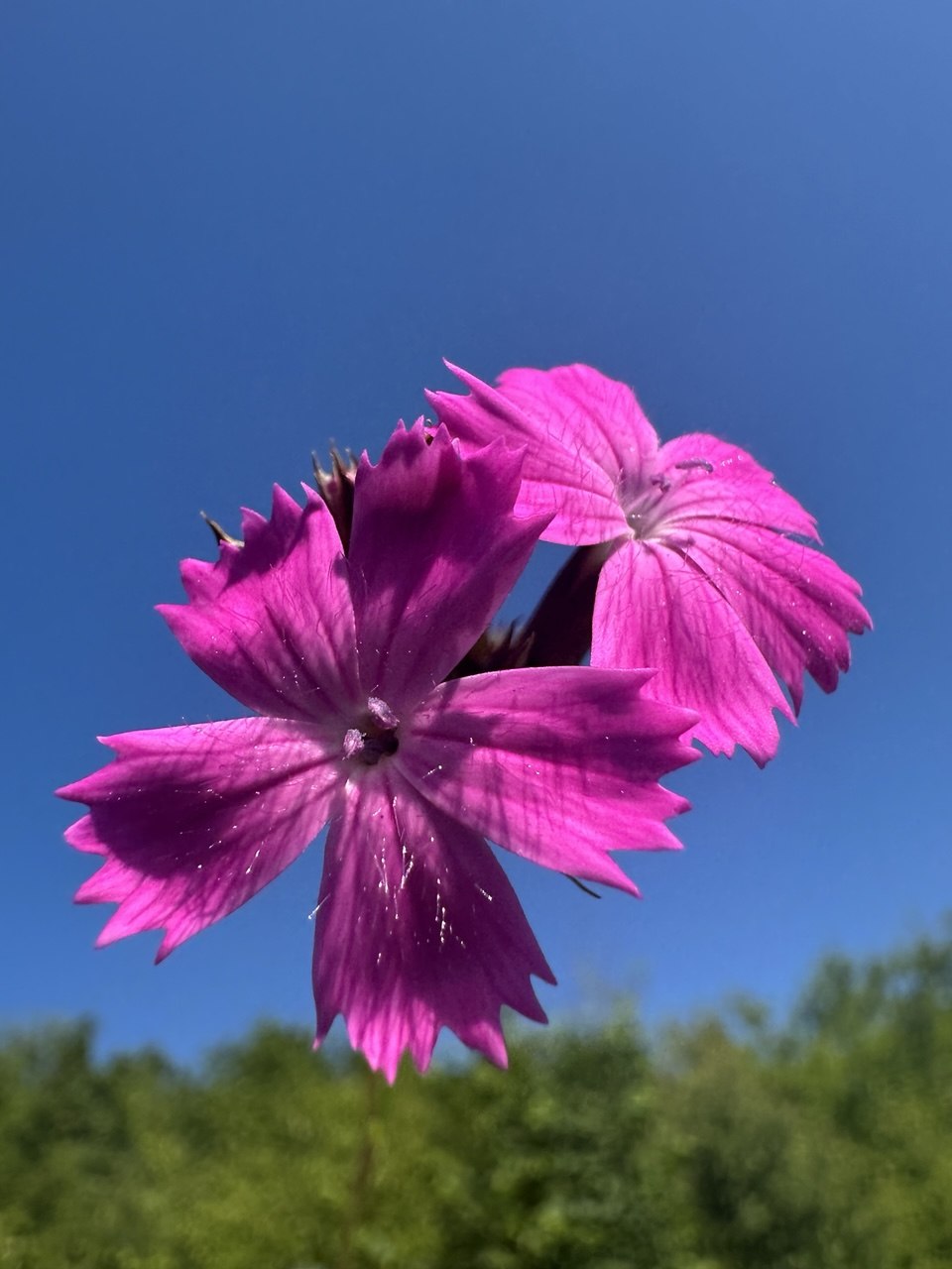 Pink blühende Kartäusernelke vor blauem Himmel in Niederbayern.