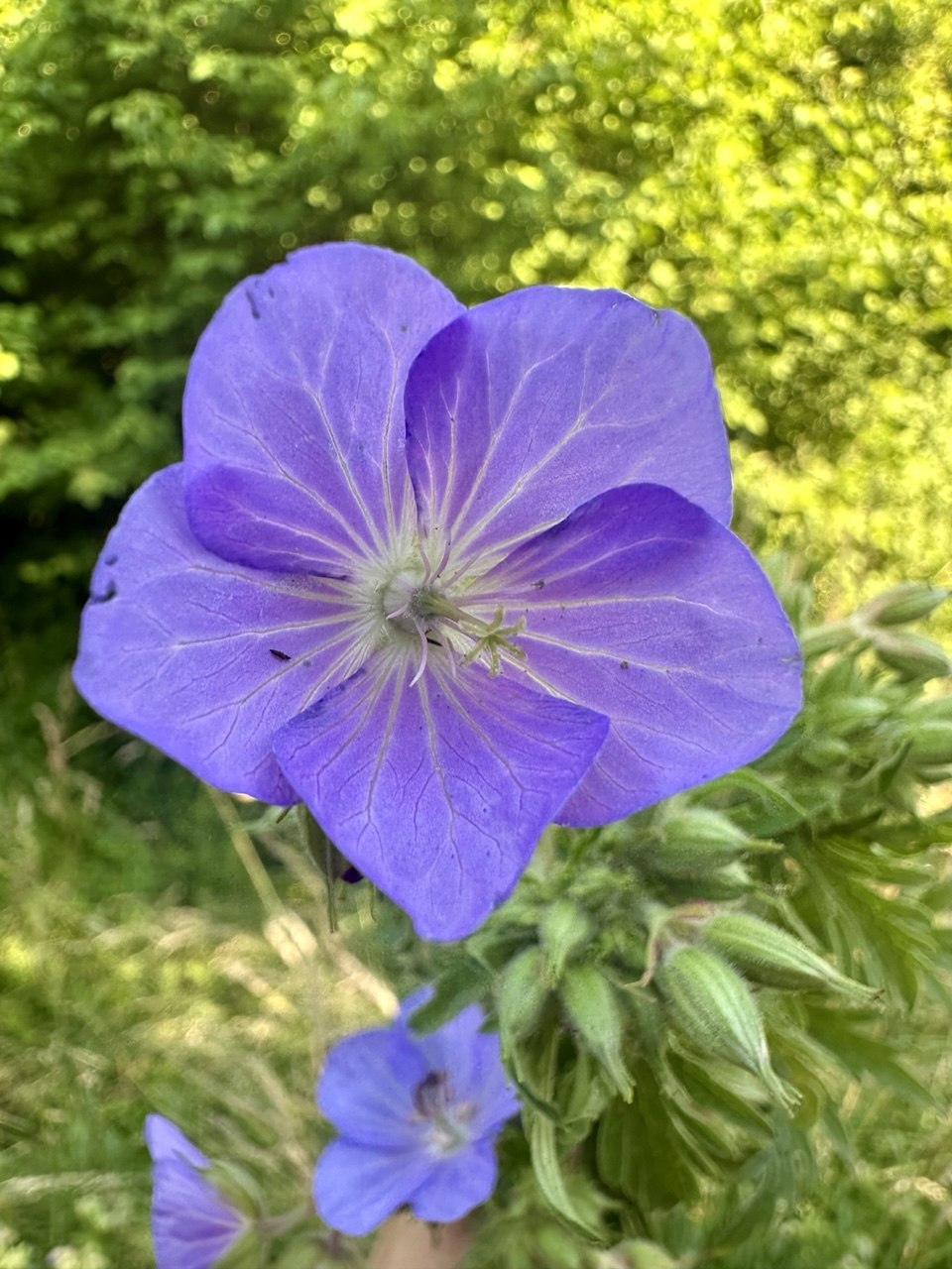 Violett blühender Wiesen-Storchschnabel auf einer Sommerwiese bei Bad Birnbach.