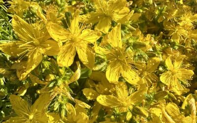 Sommersonnwende in Niederbayern – die Kraft des längsten Tages erleben
