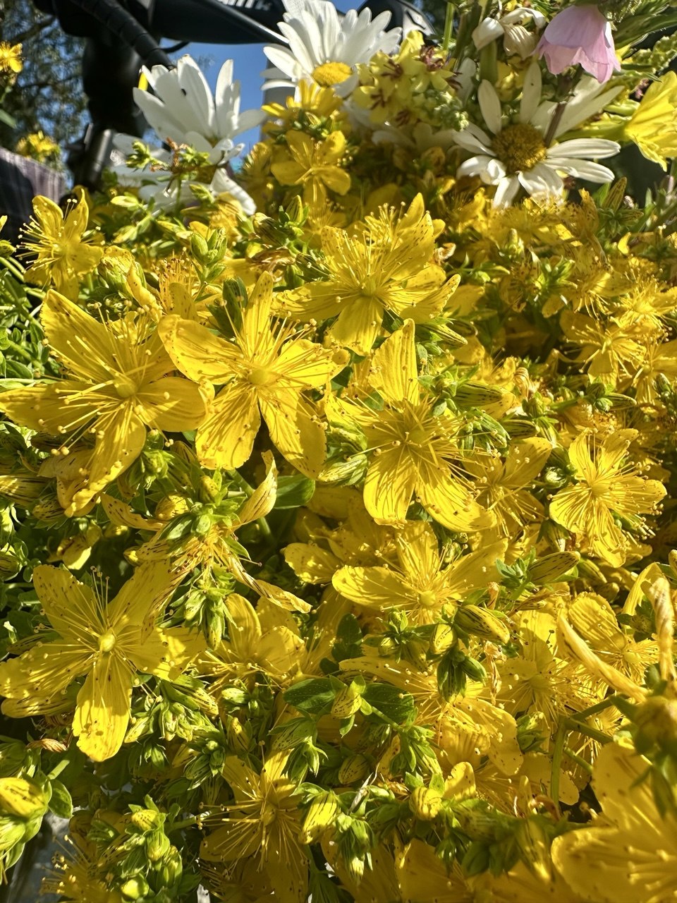 Johanniskraut in voller Blüte in einem Sommerstrauß. Die traditionelle Heilpflanze wird rund um die Sommersonnenwende gesammelt und steht für die Kraft der Natur in Bad Birnbach.