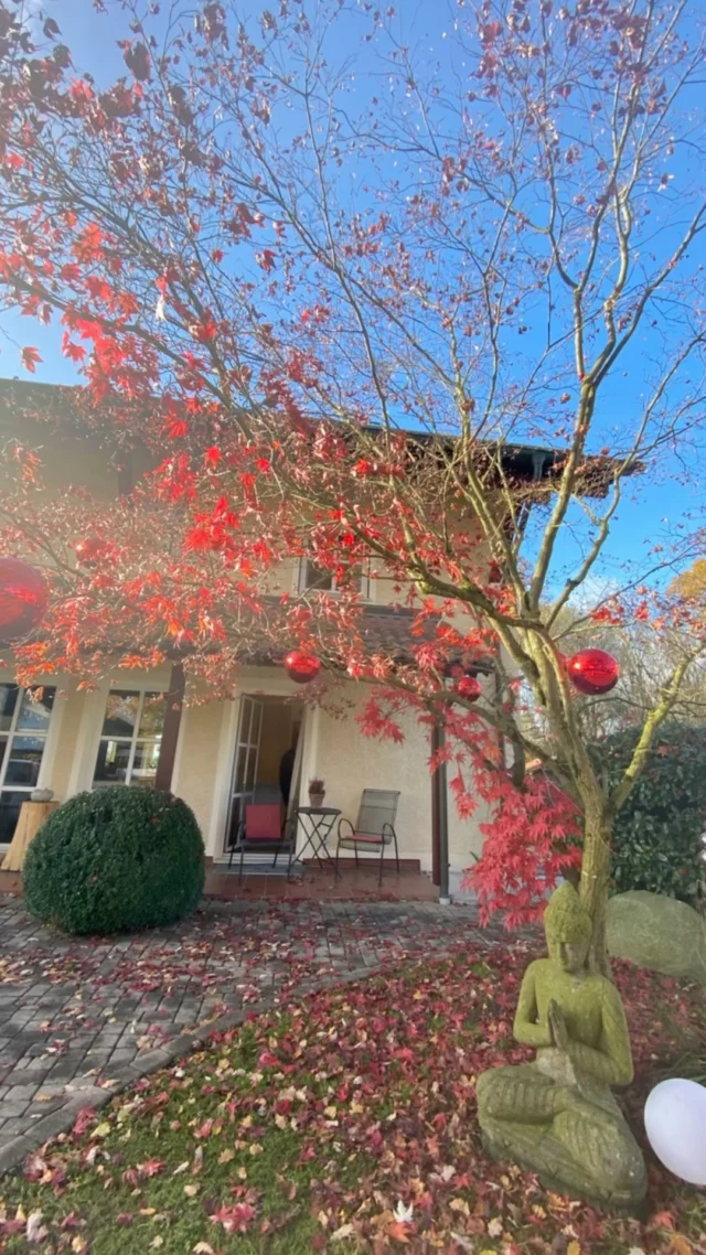 Wir dekorieren das Hotel Sankt Leonhard langsam mit Weihnachtsdekoration. Heute haben wir rote Kugeln an unseren schönen Ahorn gehängt. 🍁✨☀️

.
.
.
.

#badbirnbach #herbst #hotel #urlaub #winter #weihnachten #ahorn #baum #deko #dekoration #natur #garten #bayern